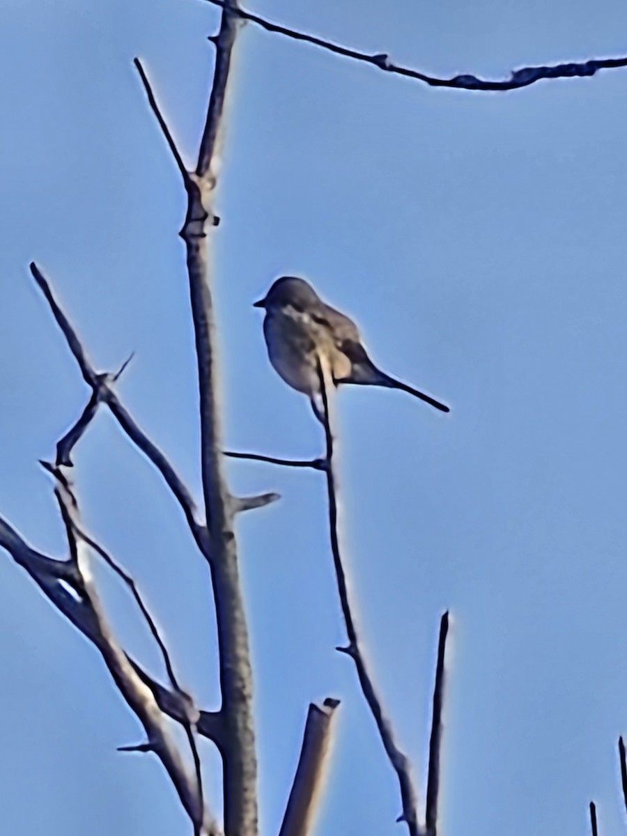 Northern Shrike - Jason Lush