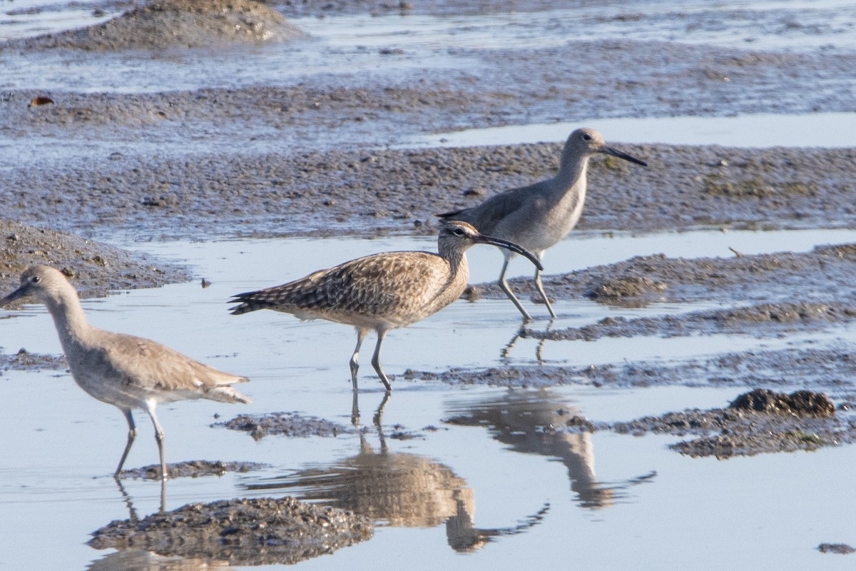 Regenbrachvogel - ML615352605