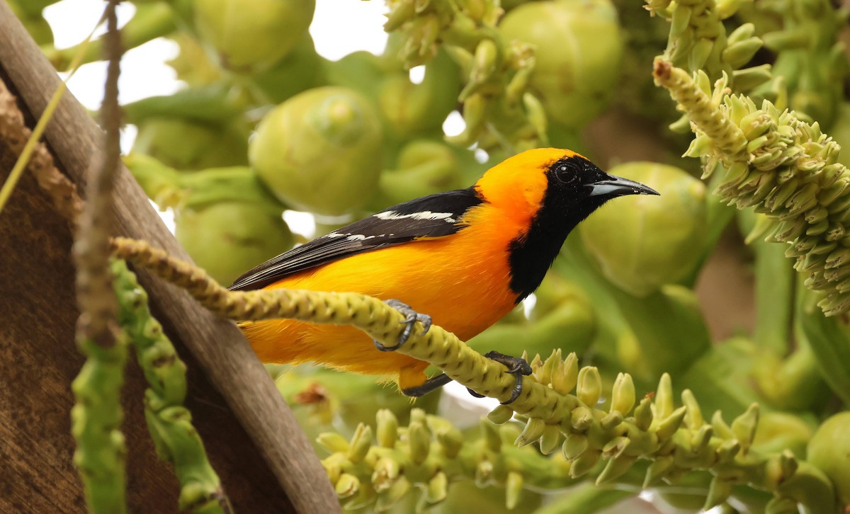 Hooded Oriole - ML615352679