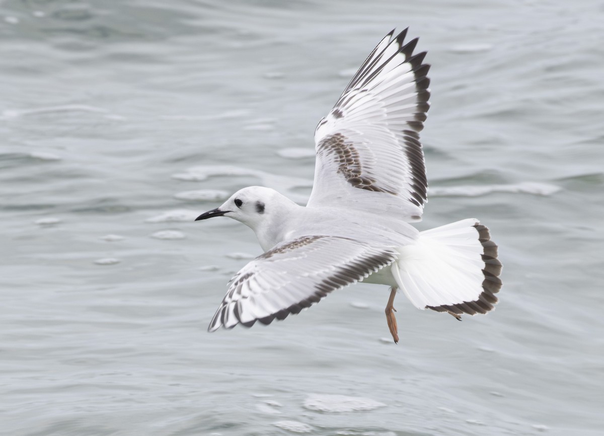 Bonaparte's Gull - ML615352732