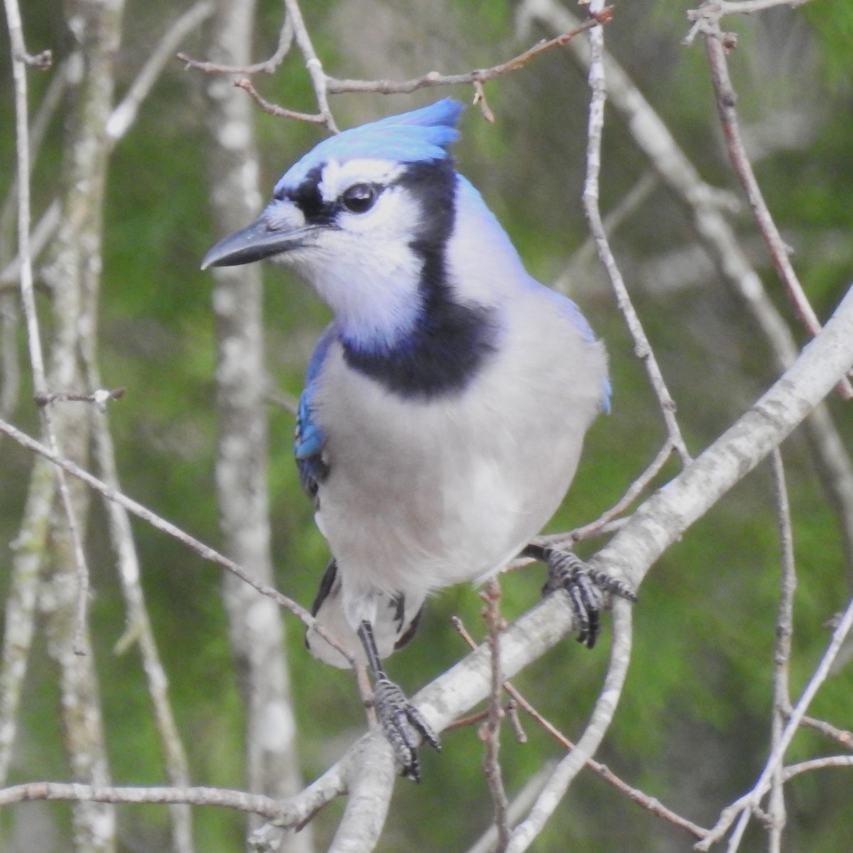 Blue Jay - ML615352735