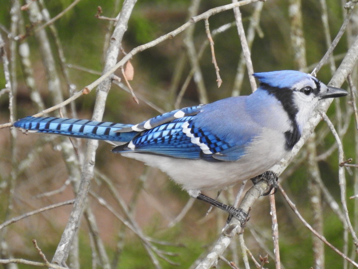 Blue Jay - ML615352737