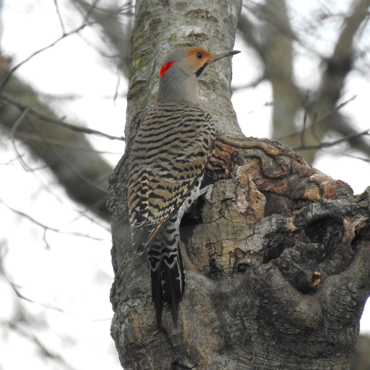 Northern Flicker (Yellow-shafted) - ML615352744