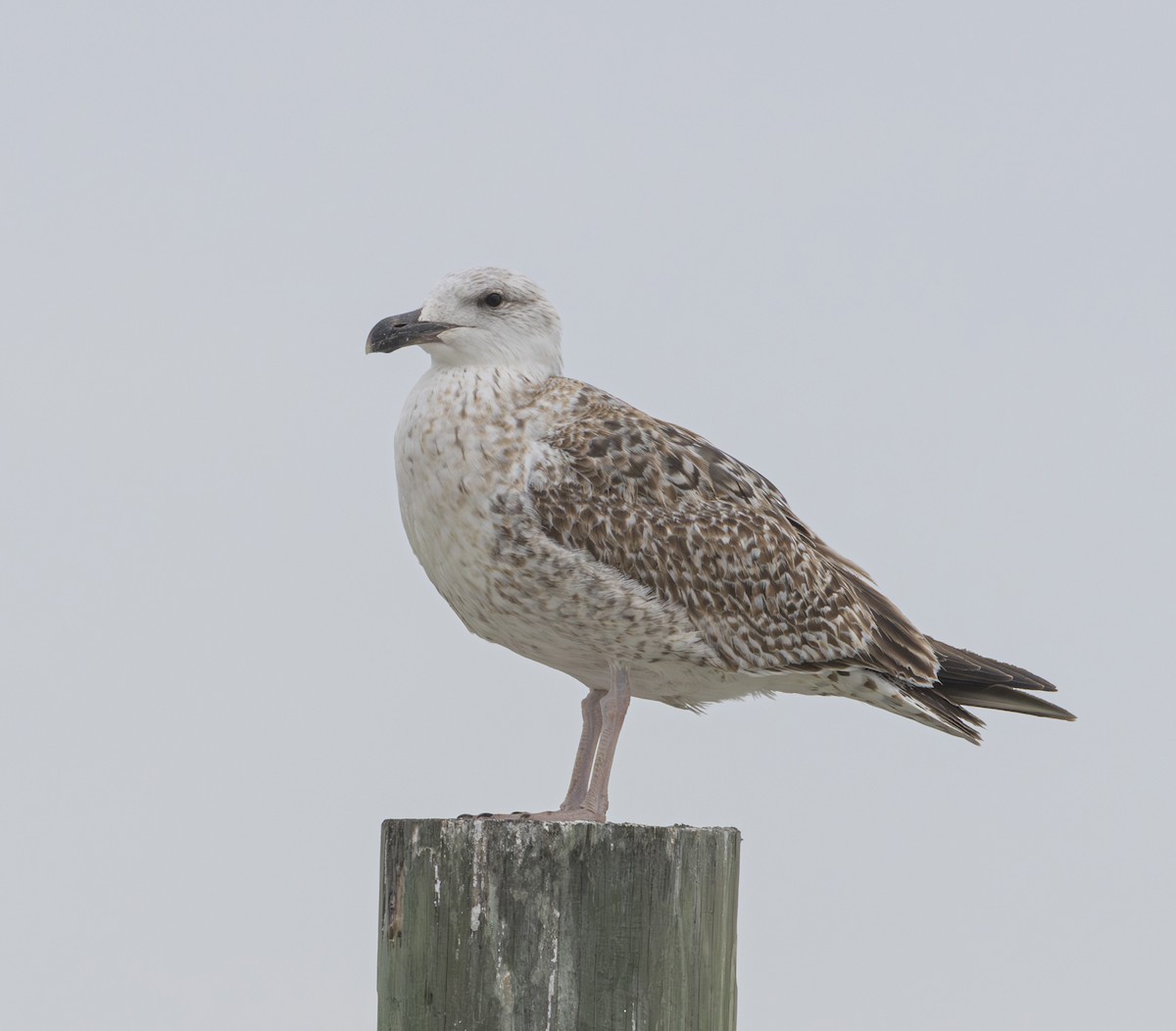 Great Black-backed Gull - ML615352746