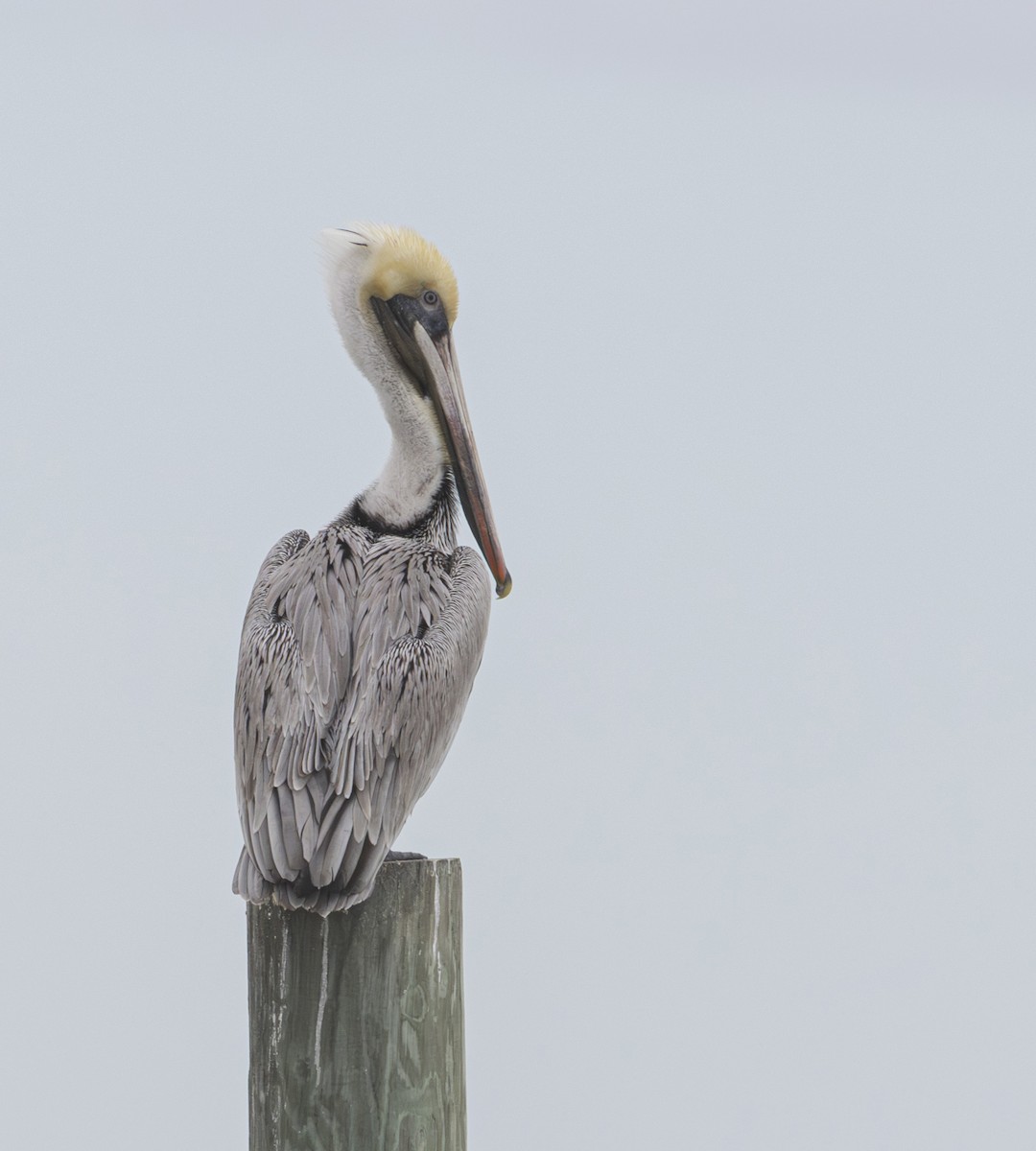 Brown Pelican - ML615352753