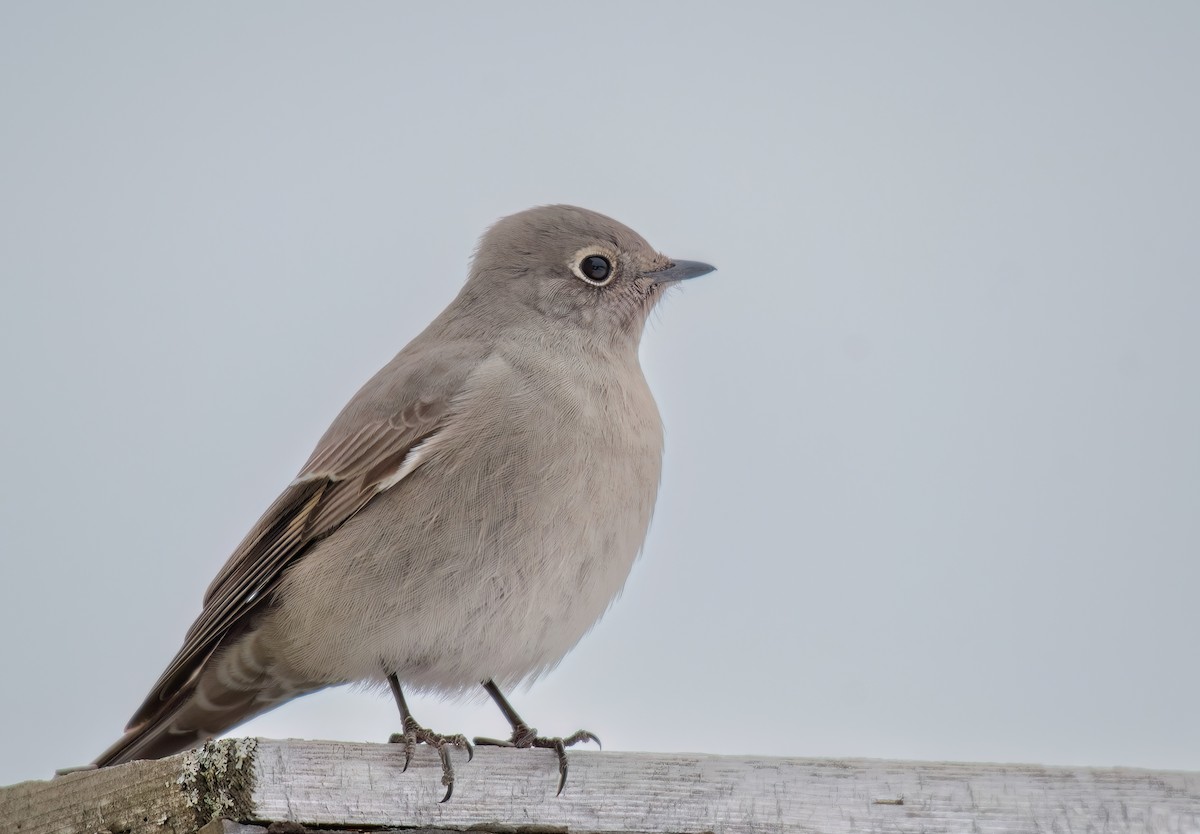Townsend's Solitaire - Rene Duclos