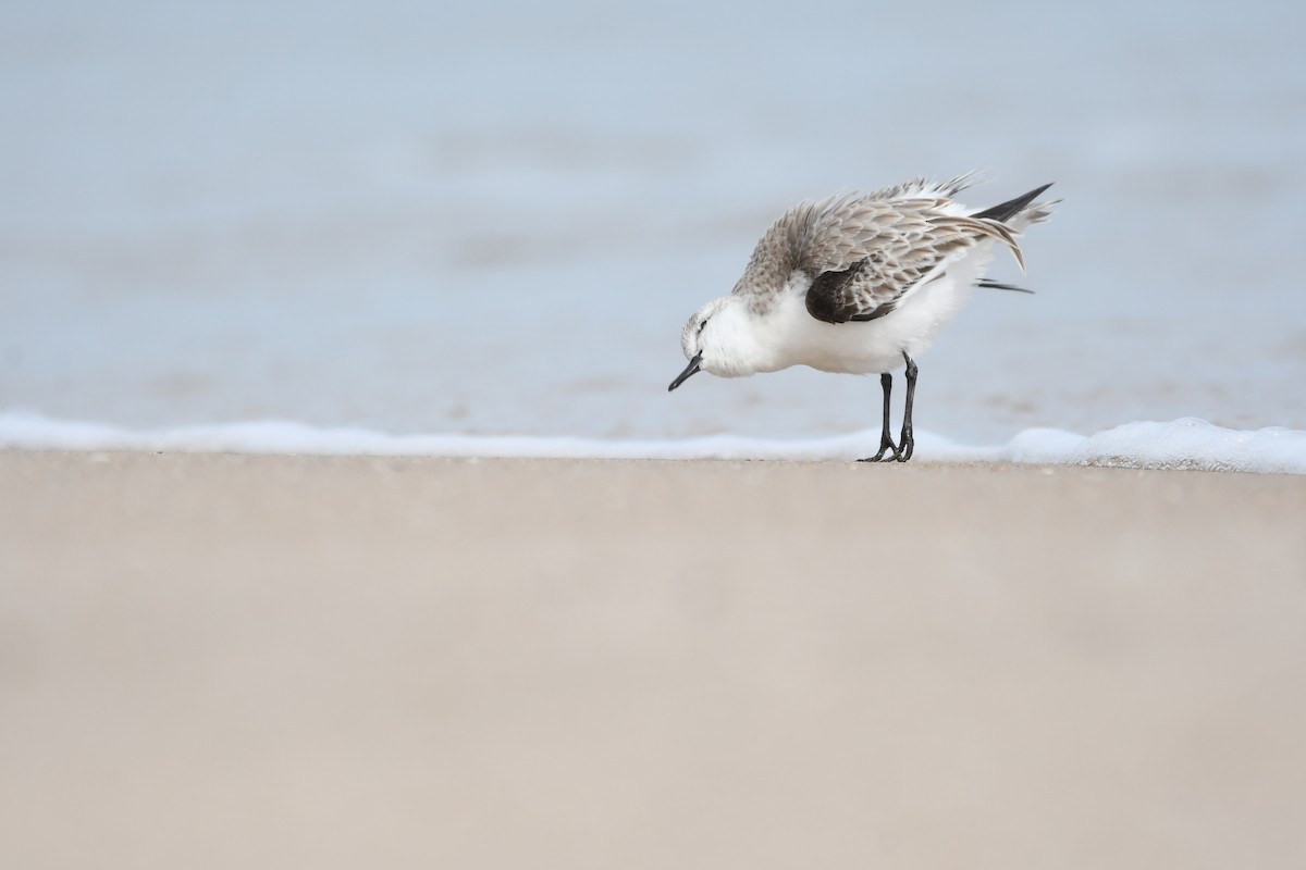 Sanderling - ML615352860