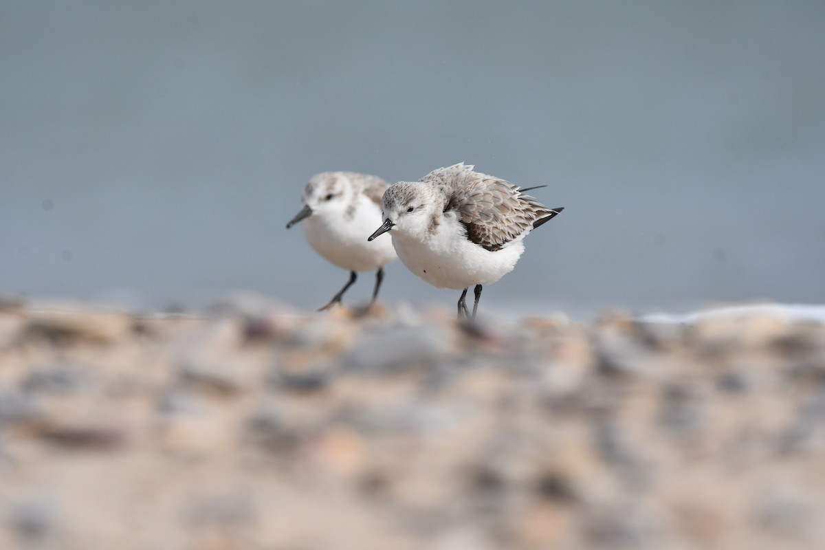 Sanderling - ML615352881