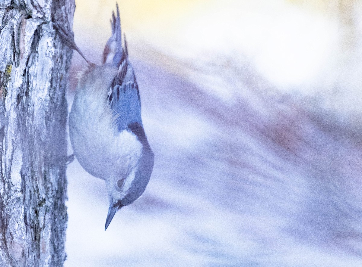 White-breasted Nuthatch - ML615352893