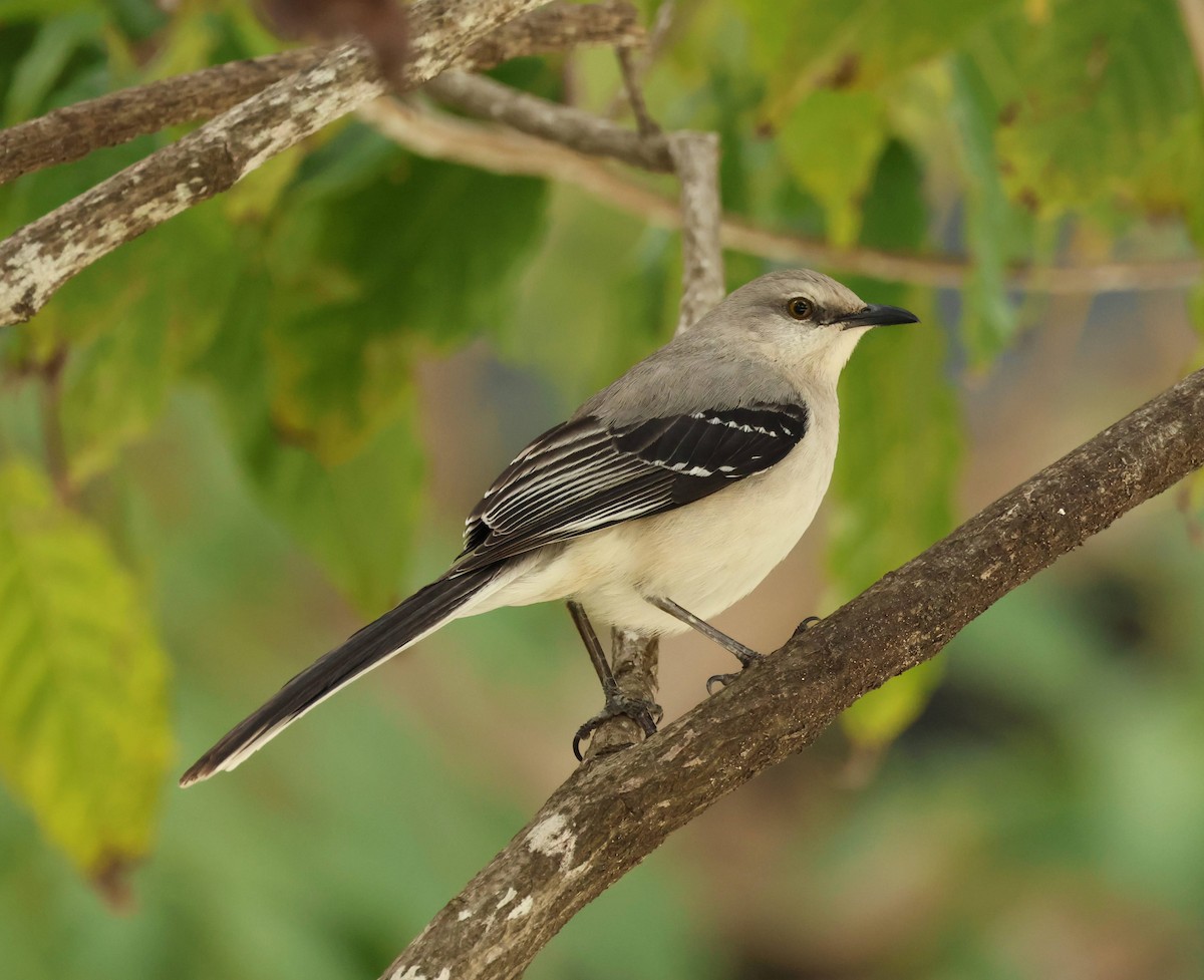 Tropical Mockingbird - ML615352907