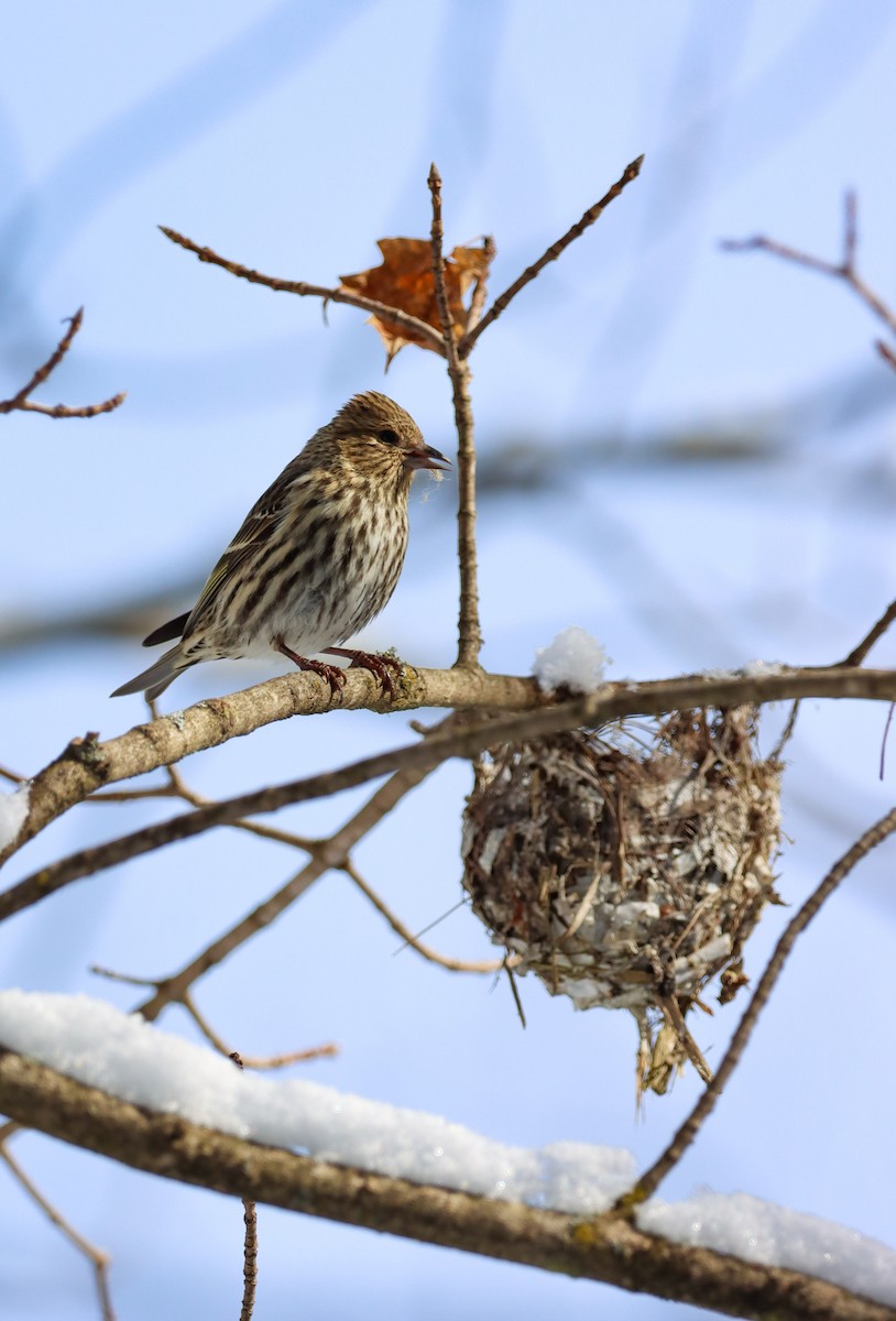 Pine Siskin - Lisa Bacon