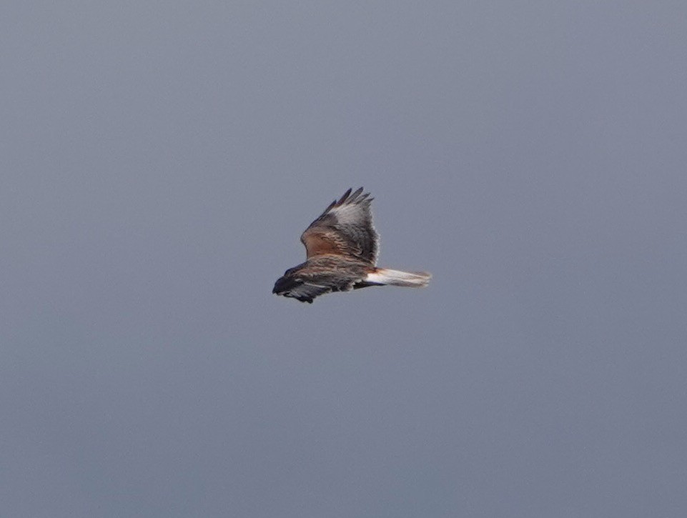 Ferruginous Hawk - sonja raub