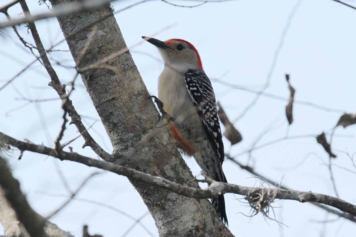 Red-bellied Woodpecker - ML615353010