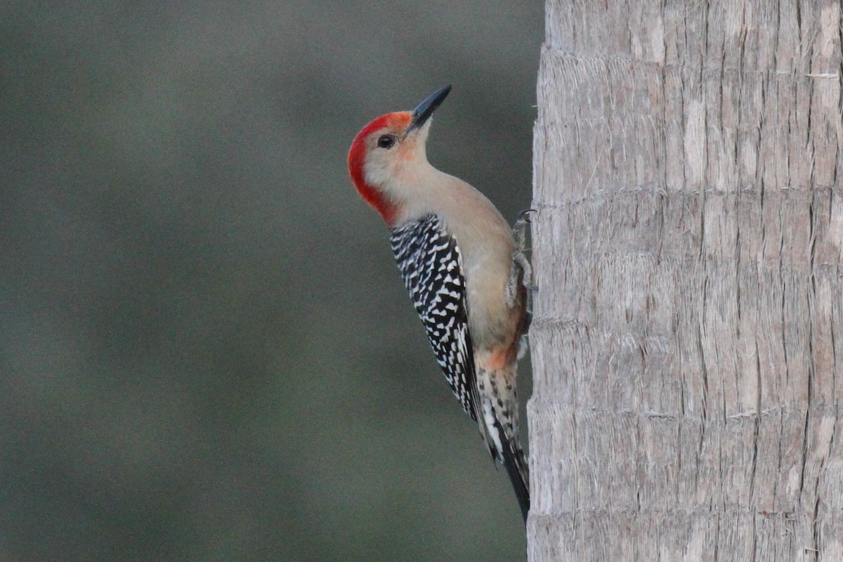 Red-bellied Woodpecker - ML615353012