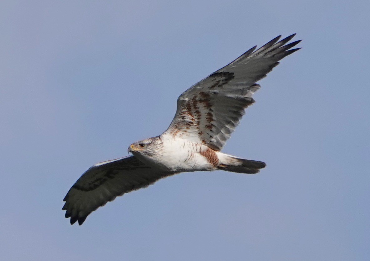 Ferruginous Hawk - sonja raub