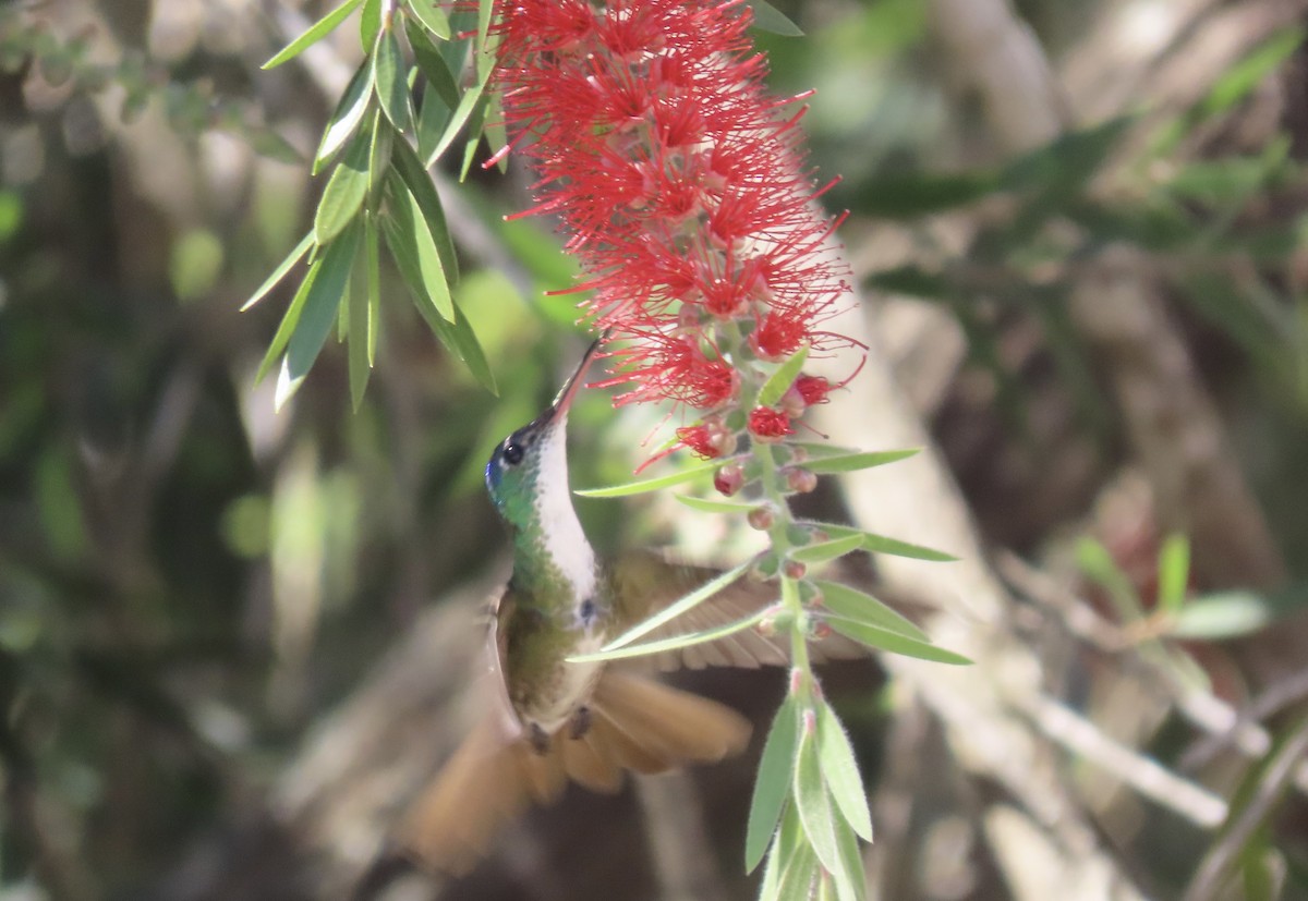 Azure-crowned Hummingbird - Emanuel Serech