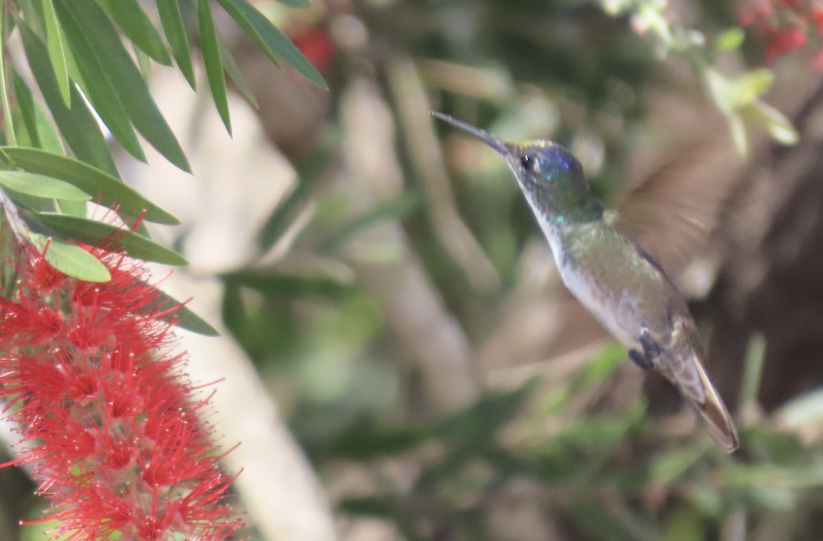 Azure-crowned Hummingbird - Emanuel Serech