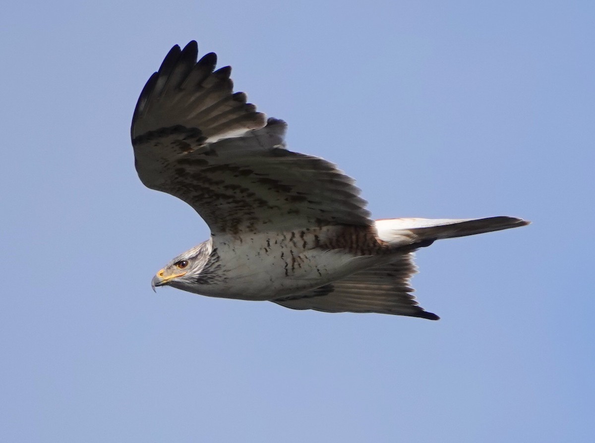 Ferruginous Hawk - sonja raub