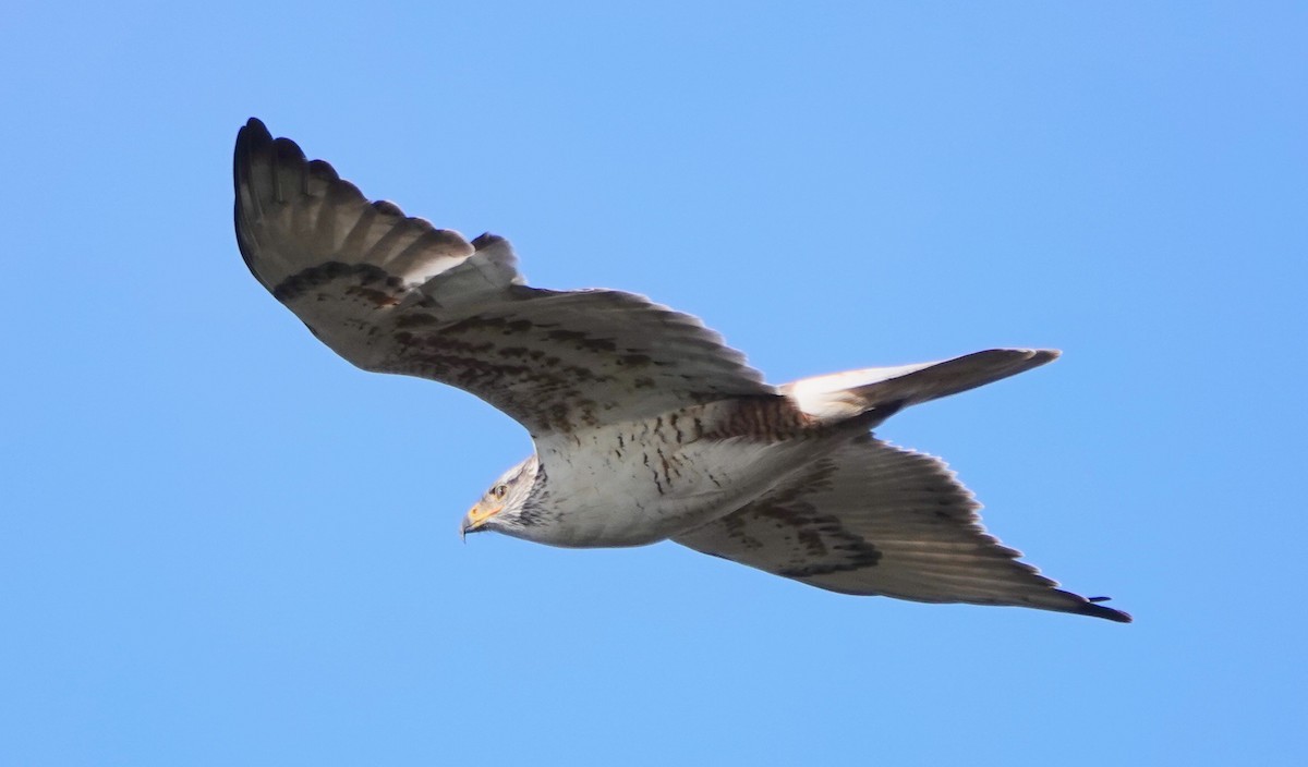 Ferruginous Hawk - sonja raub