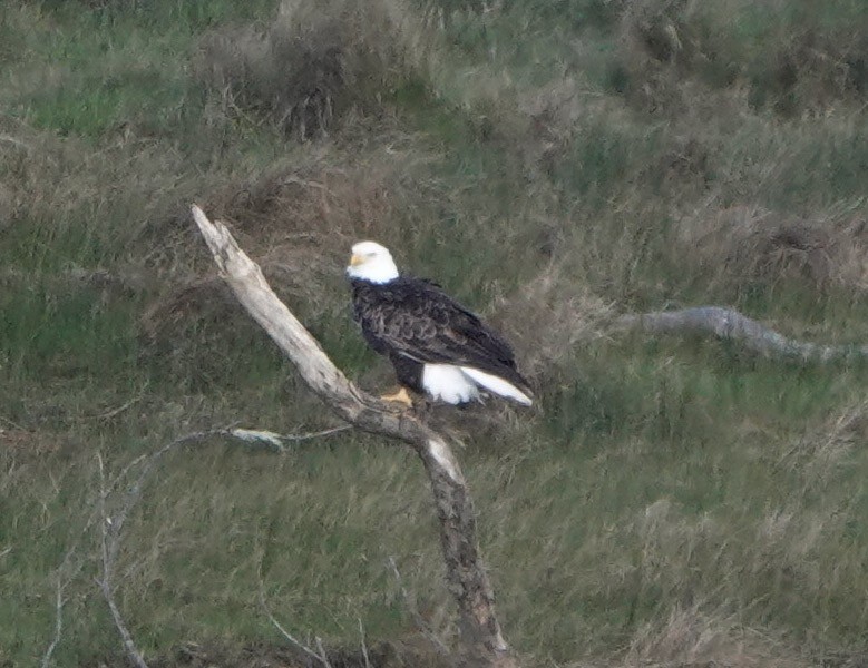 Bald Eagle - ML615353086