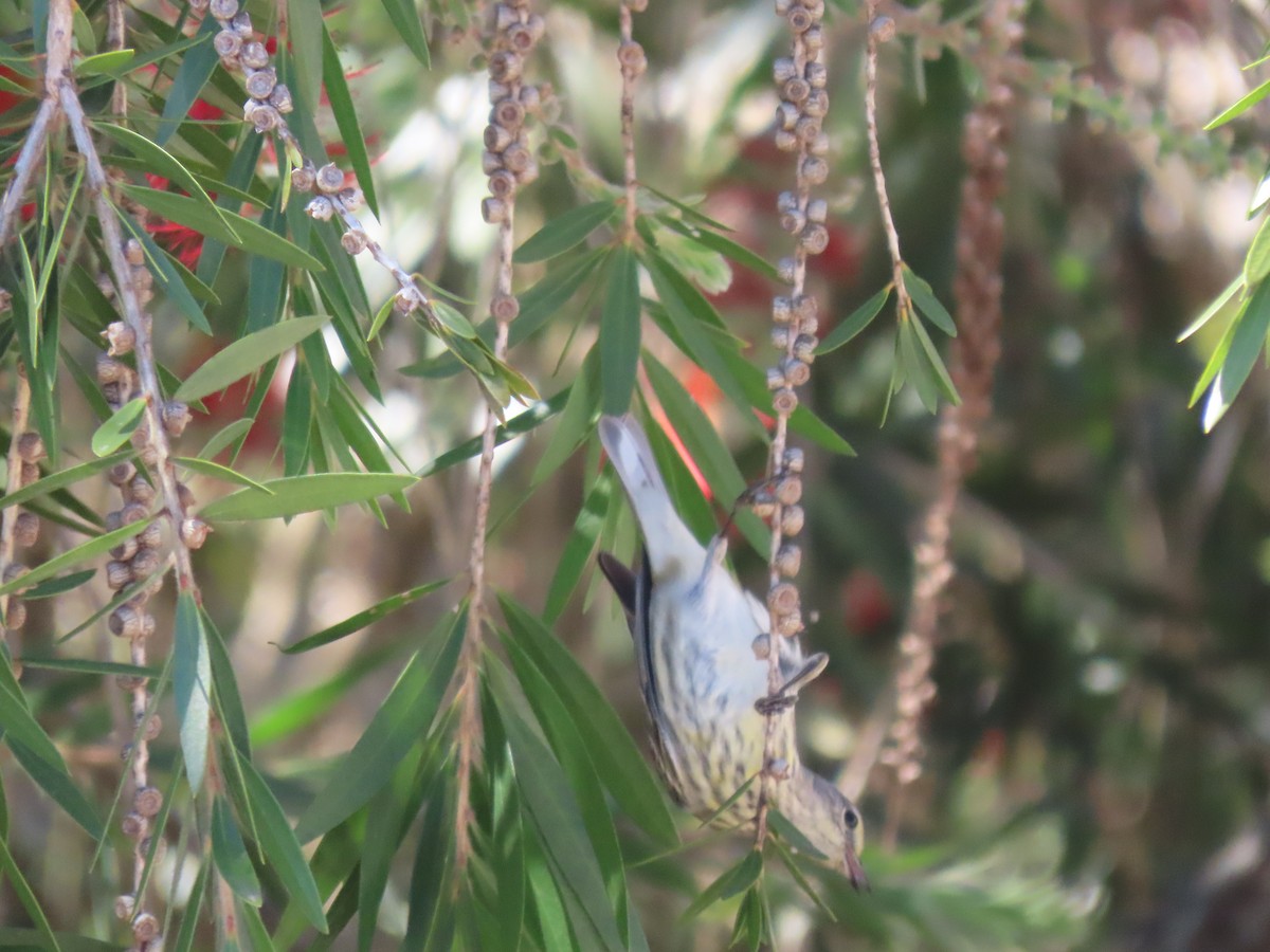 Cape May Warbler - ML615353091