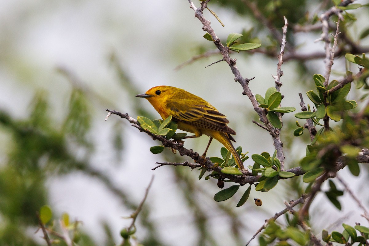 Northern/Mangrove Yellow Warbler - ML615353093