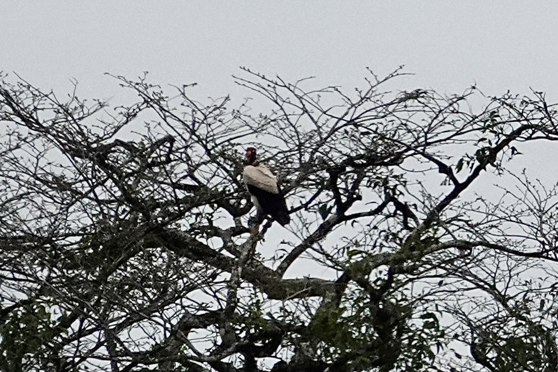 King Vulture - Mike McGrenere