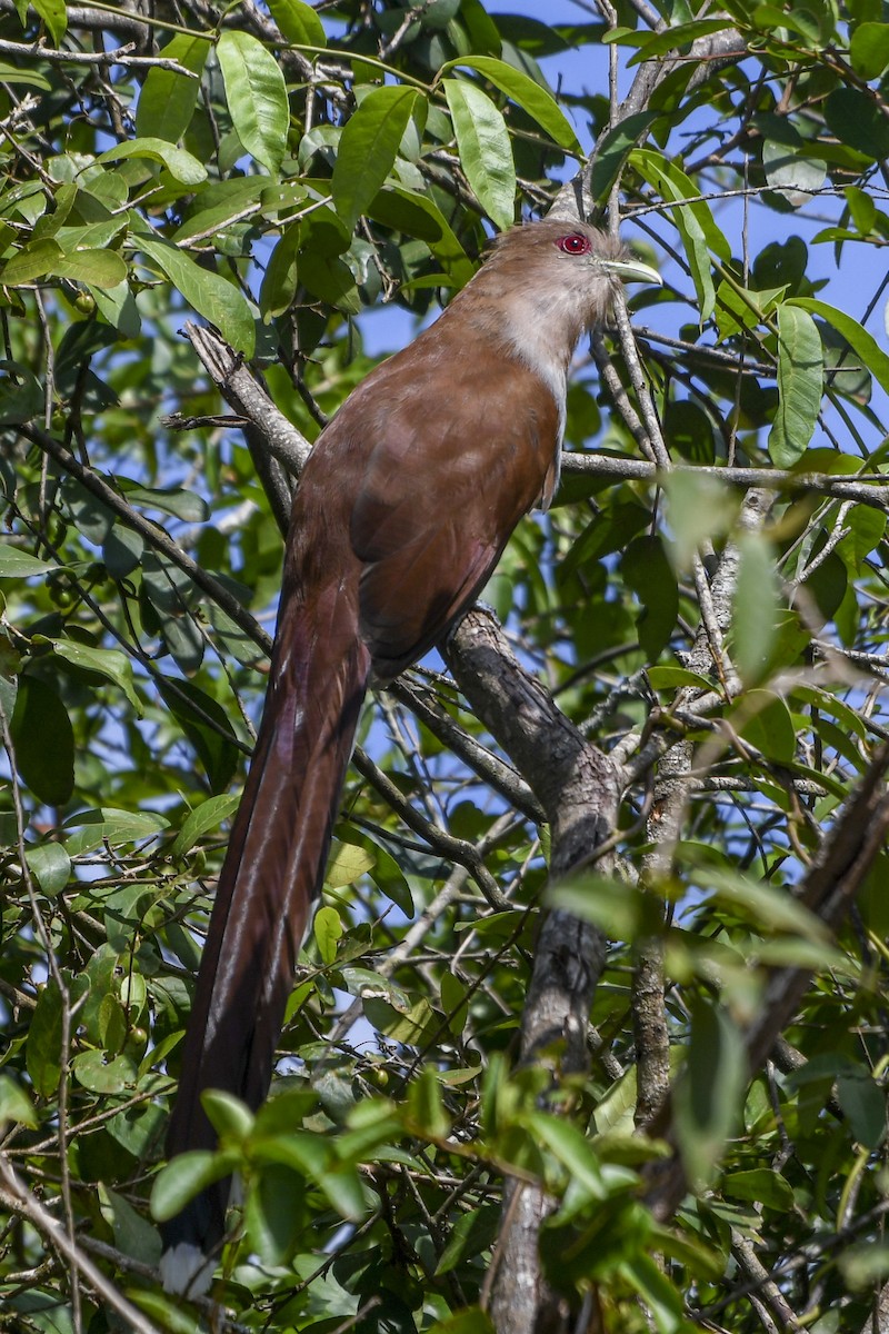 Squirrel Cuckoo - ML615353121