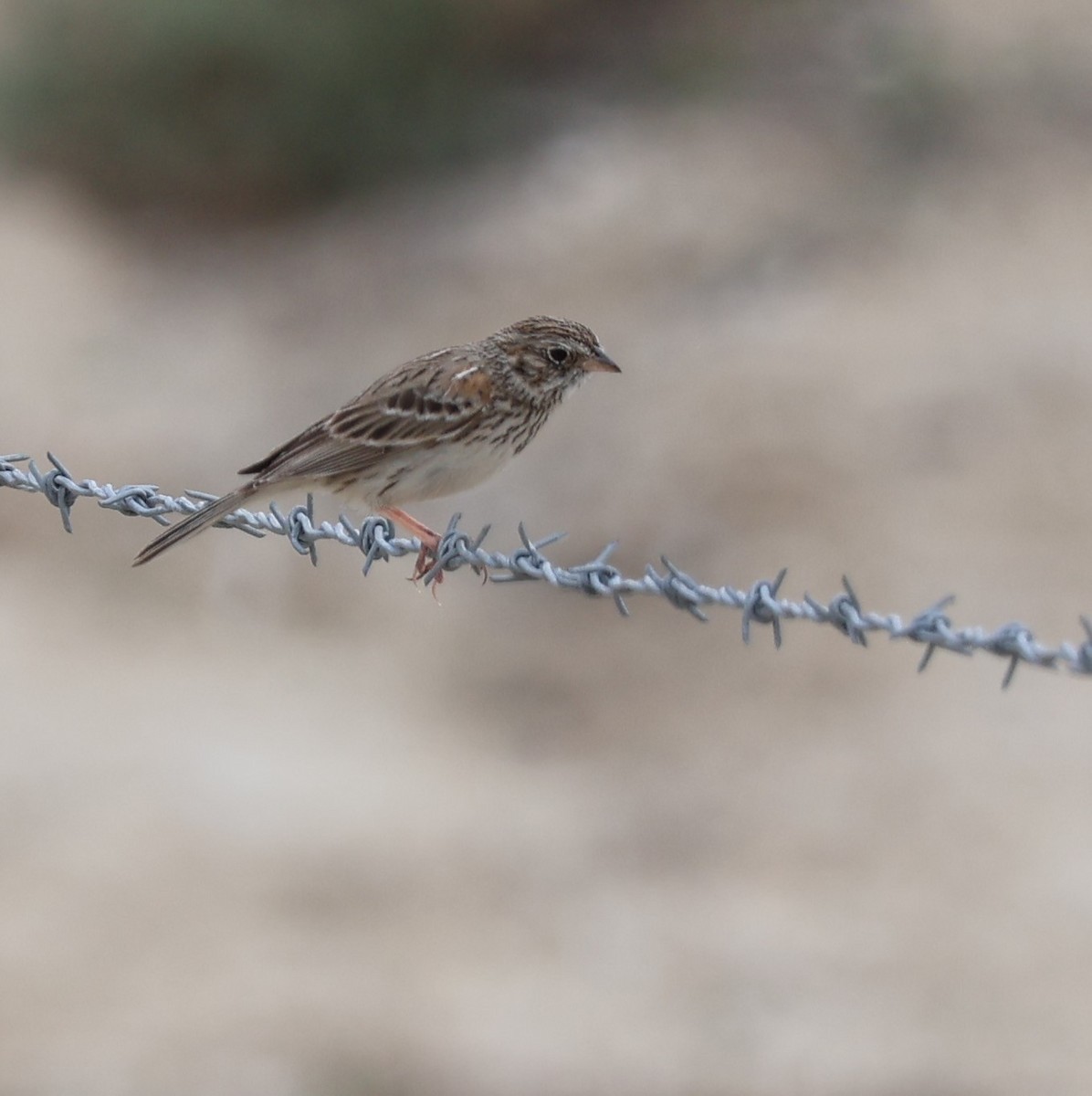 Vesper Sparrow - ML615353139