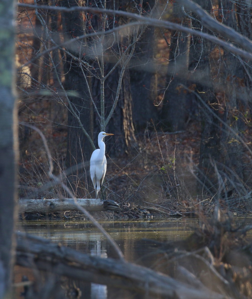 Great Egret - ML615353167