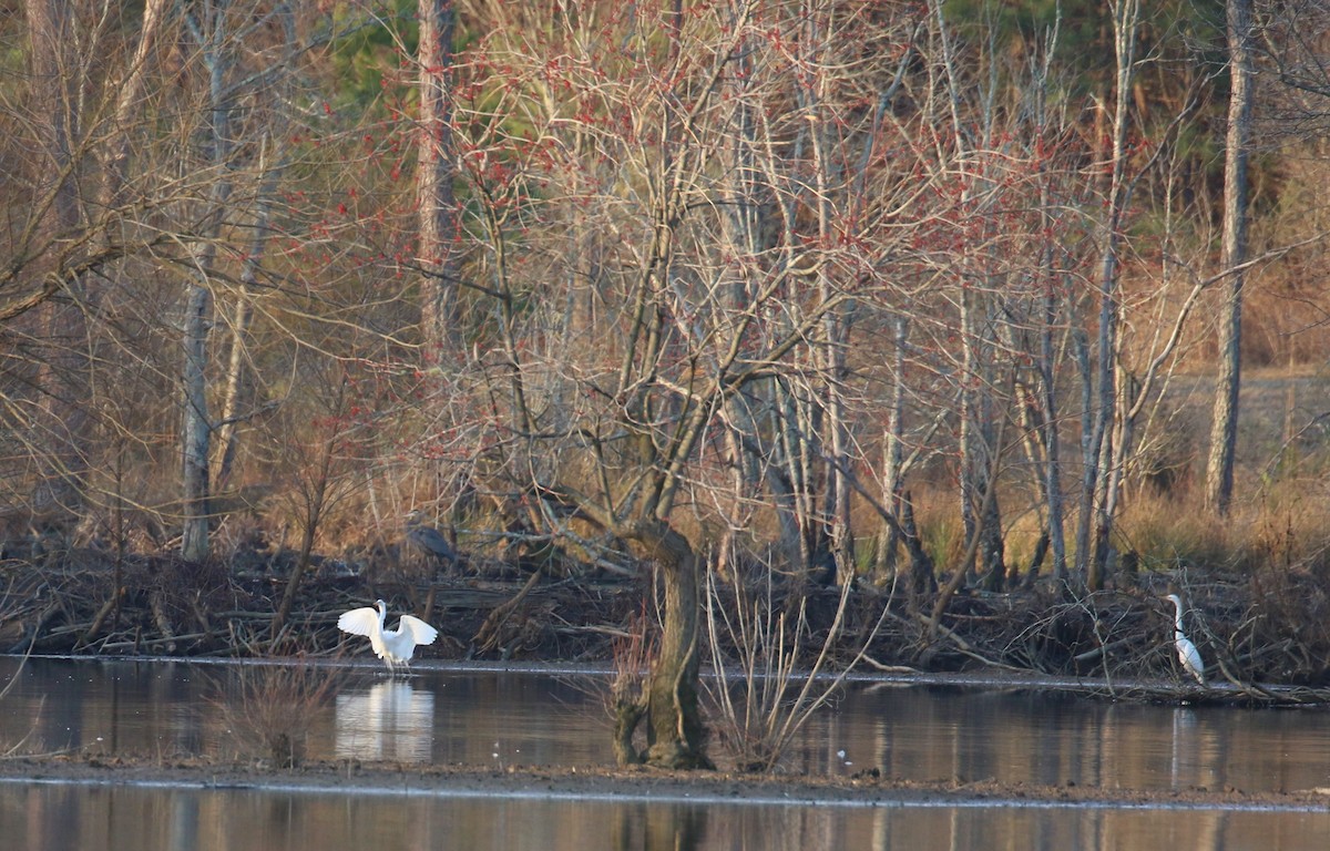 Great Egret - ML615353168