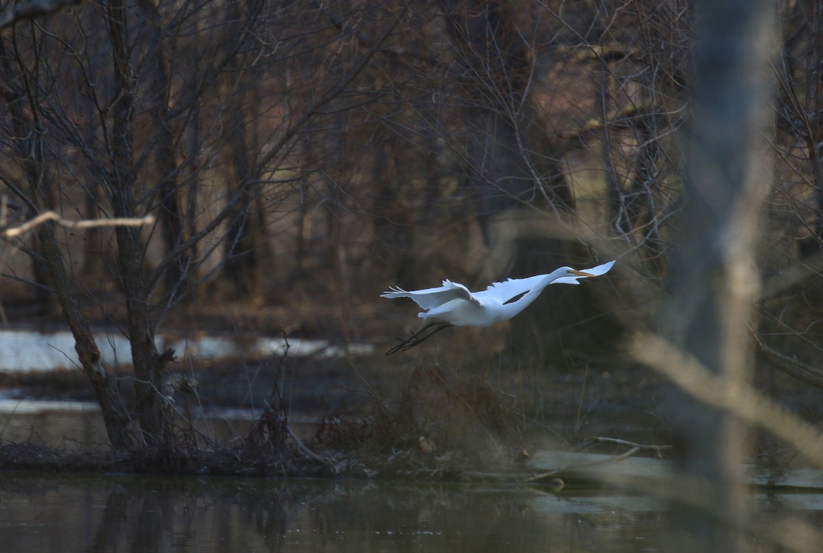 Great Egret - ML615353169