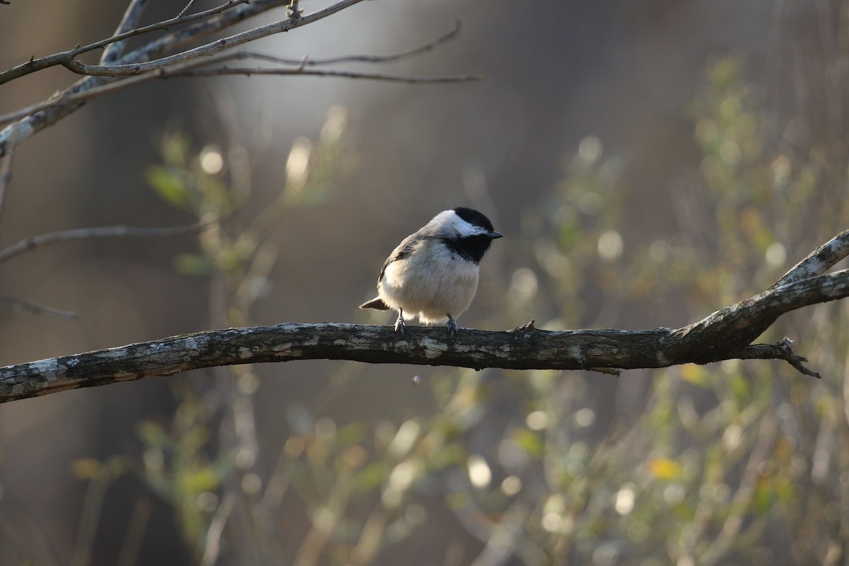 Carolina Chickadee - ML615353176