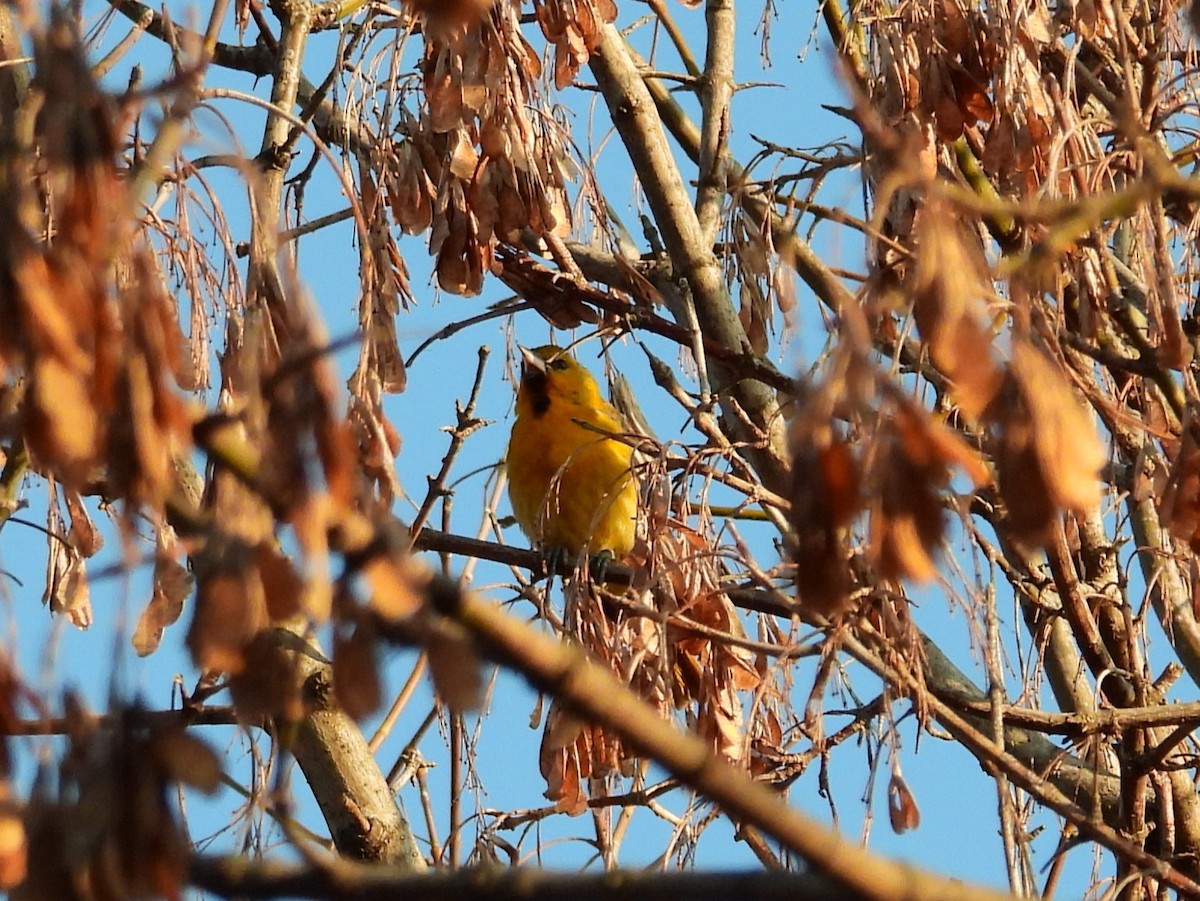 Bullock's Oriole - ML615353198