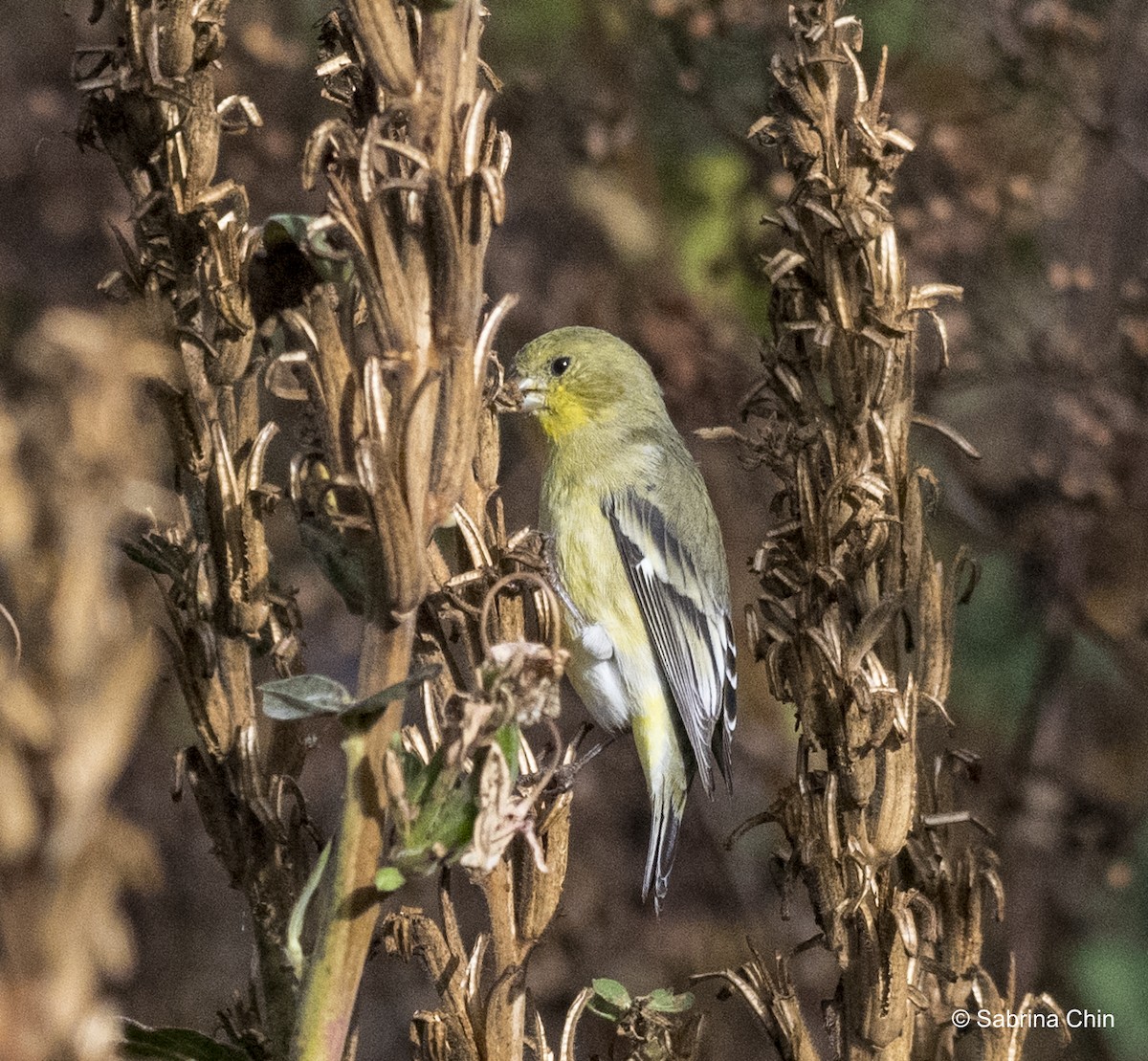 Lesser Goldfinch - ML615353218