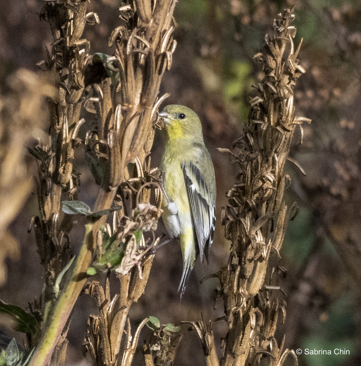 Lesser Goldfinch - ML615353219