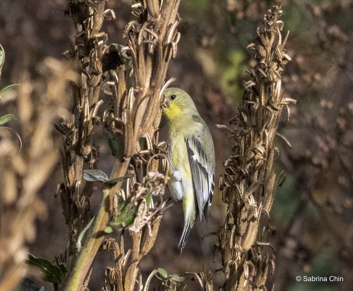 Lesser Goldfinch - ML615353220