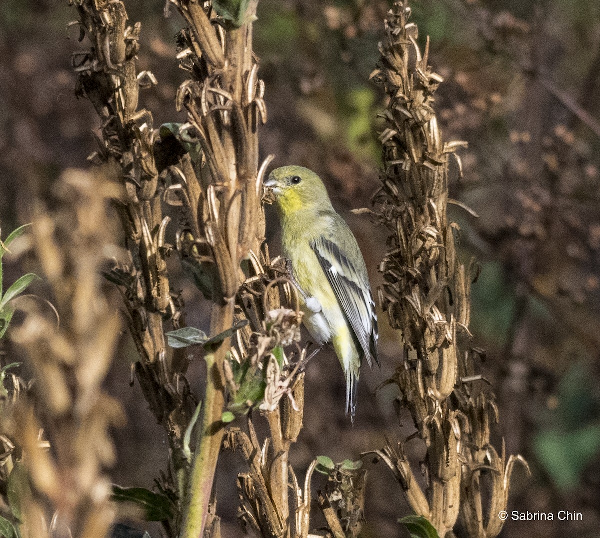 Lesser Goldfinch - ML615353221