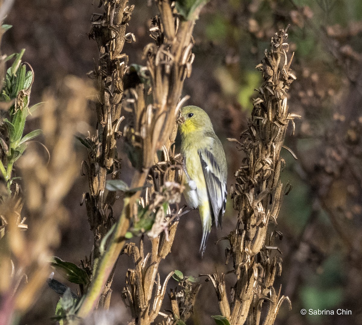 Lesser Goldfinch - ML615353224