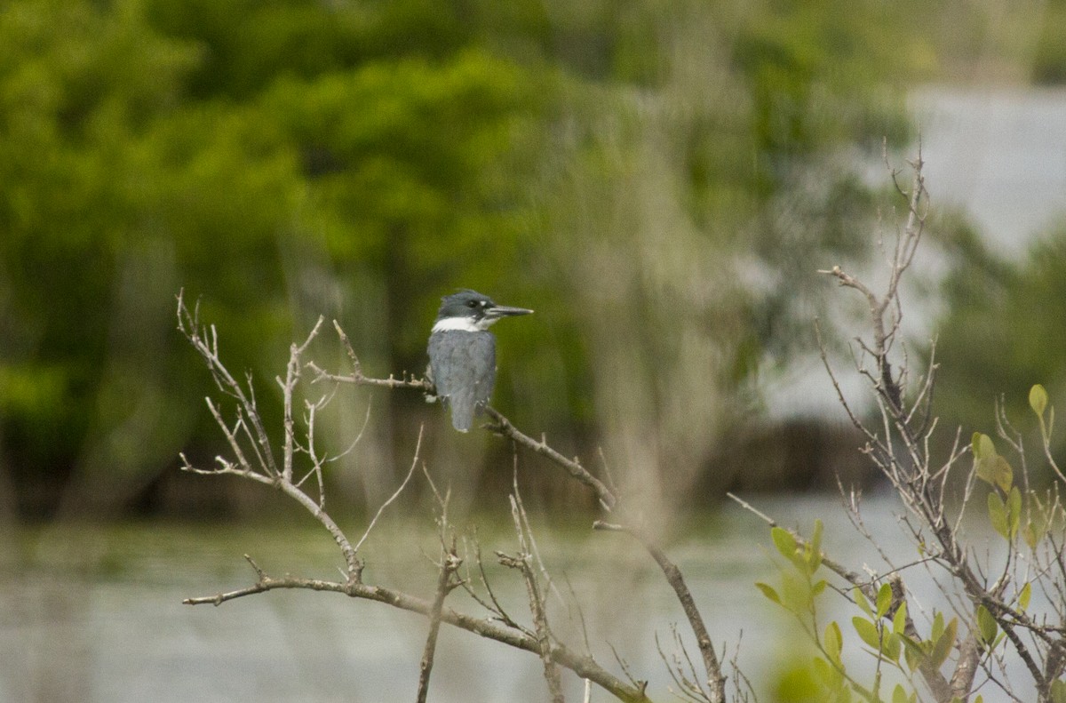 Belted Kingfisher - ML615353255