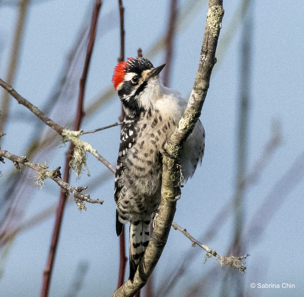 Nuttall's Woodpecker - ML615353276