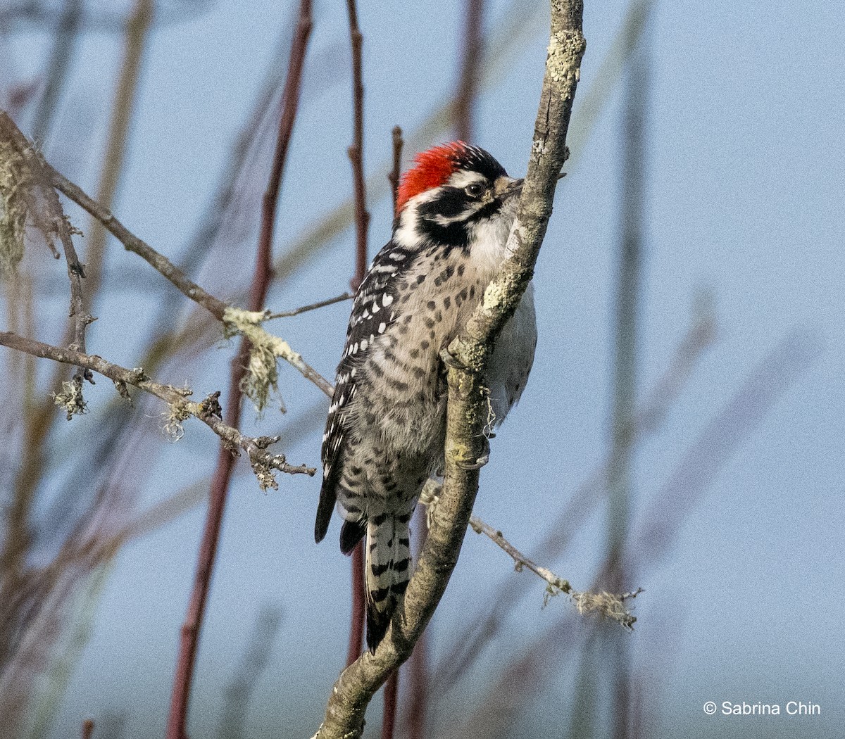 Nuttall's Woodpecker - ML615353277