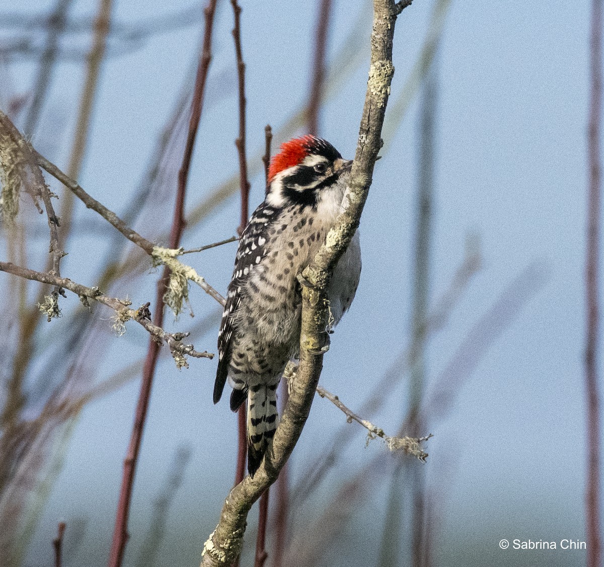 Nuttall's Woodpecker - ML615353278