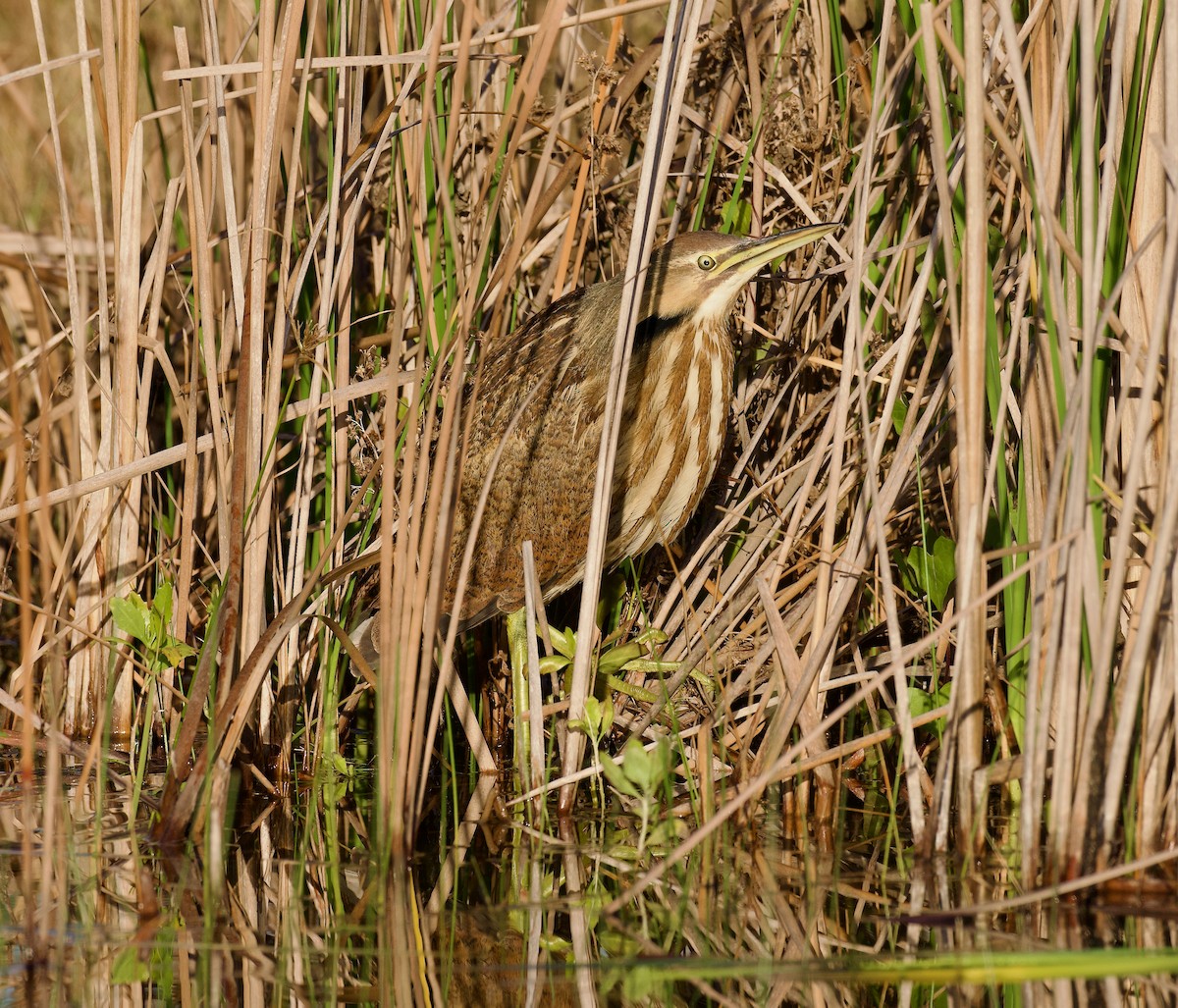 American Bittern - ML615353314