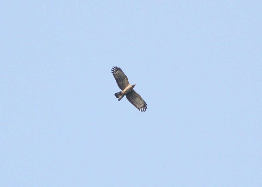 Oriental Honey-buzzard - ML615353316