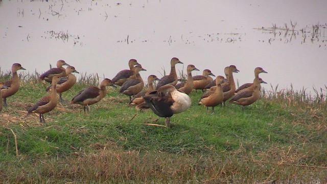 Dendrocygne siffleur - ML615353357