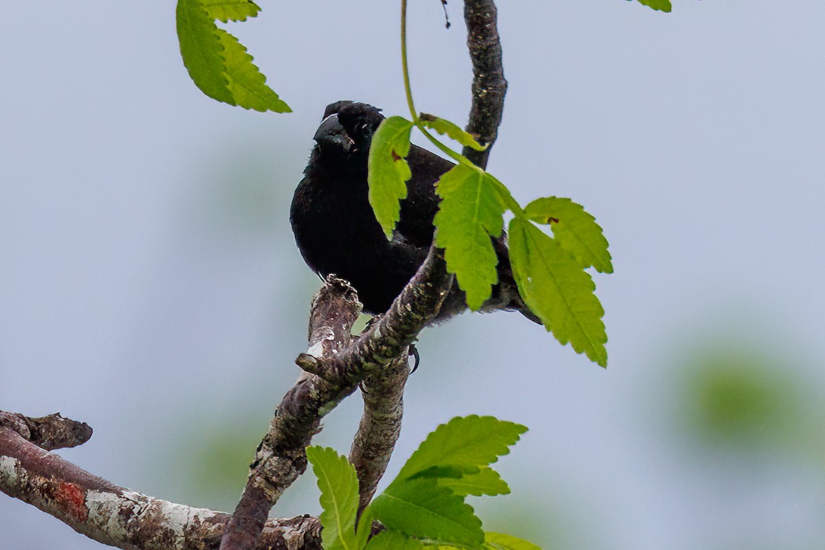 Medium Ground-Finch - ML615353381