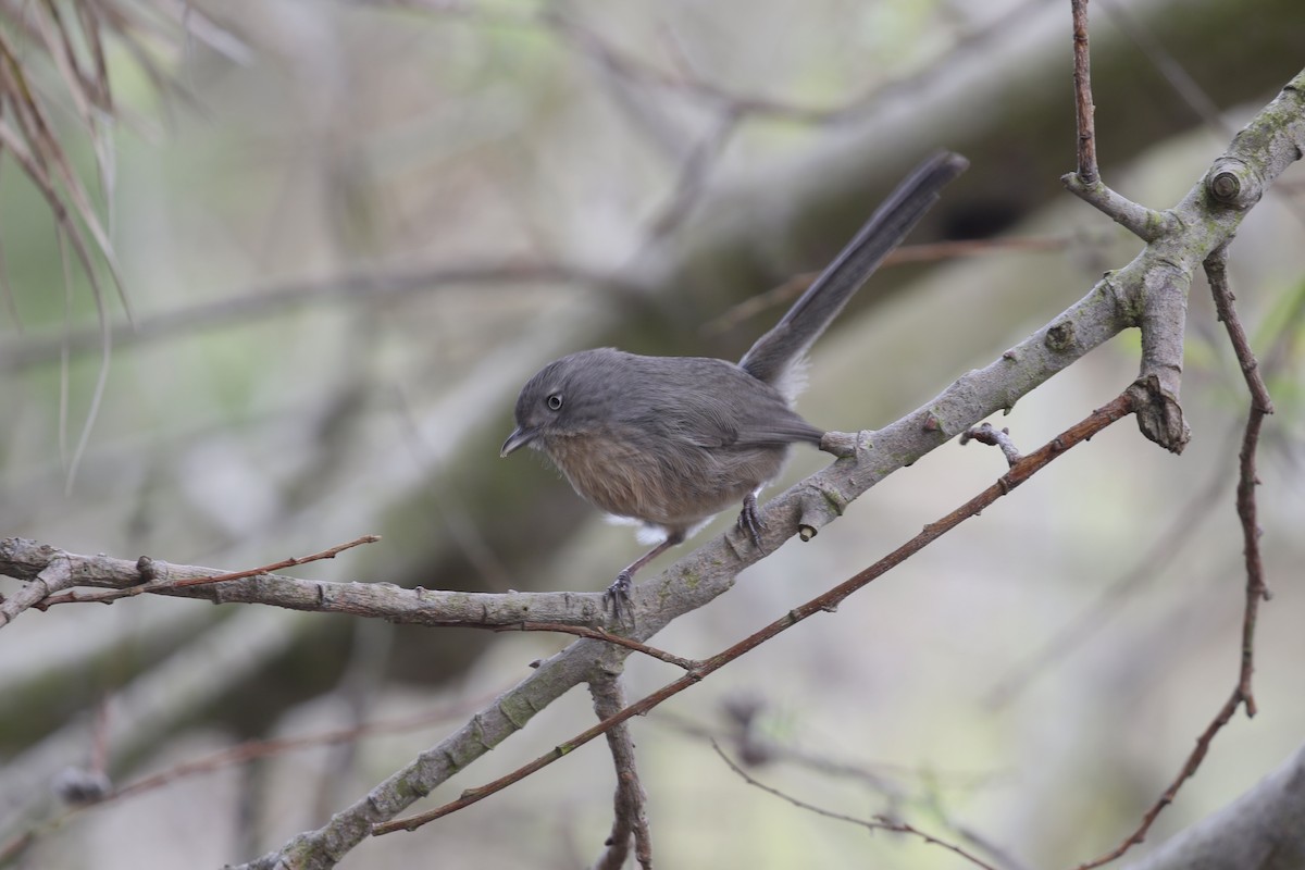 Wrentit - ML615353443