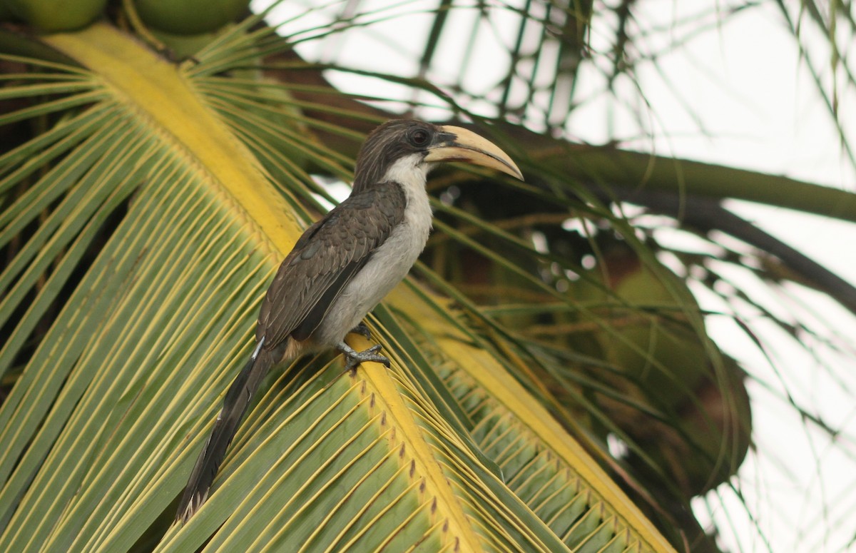 Sri Lanka Gray Hornbill - Jakub Szuksztul