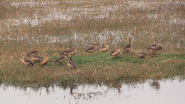 Lesser Whistling-Duck - ML615353481